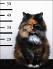 chat-voleur.jpg