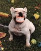 pitbull_gentil-1.jpg