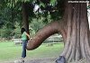 arbre-forme-bite_15613c.jpg
