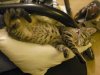 sparecat.jpg
