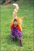 chat clown.jpg