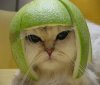 chatcasque.jpg