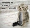POURQUOI-IL-NE-FAUT-JAMAIS-DONNER-UN-CHATON.jpg