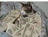 chat-billet-banque.jpg