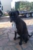 tn_Cxoco - La mascotte JeepDedication.jpg