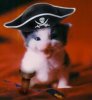 pirate_cat.jpg