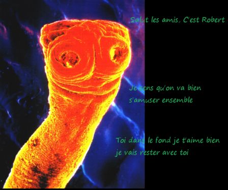 .tenia_m.jpg