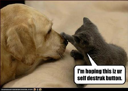 902277funnypicturesgoggiegoboom.jpg